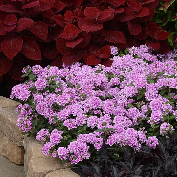 夏セール開催中 MAX80%OFF！ Verbena — Market & Greenhouse Roots Wild アガベ